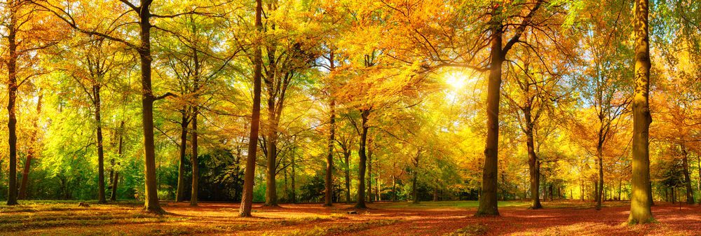 Gorgeous autumn panorama of a sunny forest